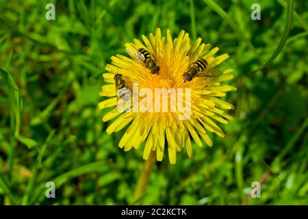 Gelb schöne Löwenzahn mit drei Insekten auf die Blume. Stockfoto
