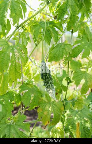 Spined bitteren Kürbis wachsen auf einem grünen Rebe, die Frucht noch die weibliche Blüte bestäubt Stockfoto