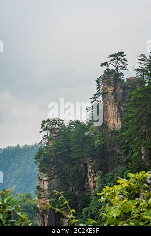 Vertikale Sicht auf den einzigen Baum auf der steinsäule der Tianzi Berge in Zhangjiajie National Park, einer berühmten Touristenattraktion, Wul Stockfoto