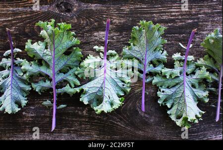 Rote Blätter oder Russischen kale Kale auf dunklem Hintergrund. Stockfoto