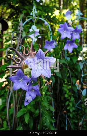 Blaue oder lila Platycodon oder Ballon Blume in voller Blüte oder Blüte in einem Garten zu Hause Einstellung in Alabama, USA. Stockfoto