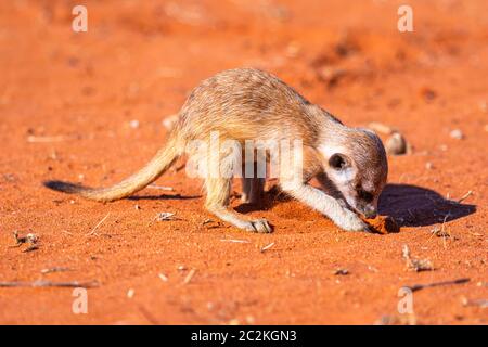 Junge Erdmännchen oder surikat, Suricata suricatta Stockfoto