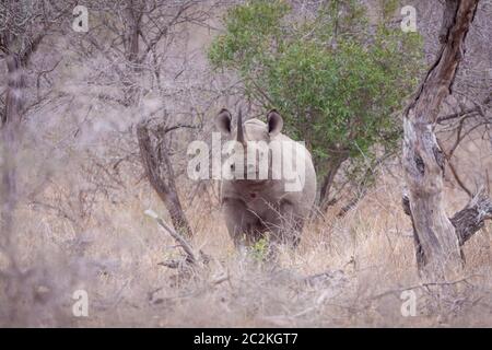 Ein erwachsener Schwarzer Nashorn, der wachsam aussieht und im Busch im Kruger Park Südafrika steht Stockfoto