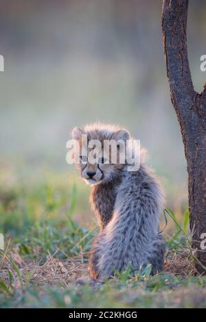 Ein flauschiger Baby Gepard, der aufrecht neben einem Baum im warmen Nachmittagslicht im Kruger Park Südafrika sitzt Stockfoto