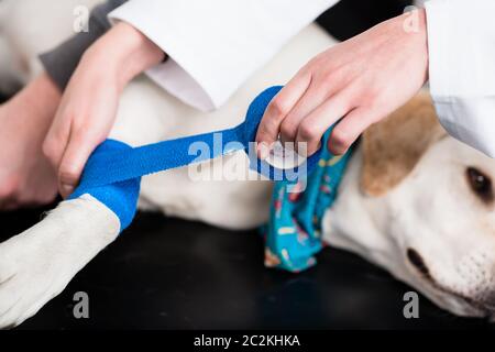 Hund, Verband nach Verletzungen auf seinem Bein von einem Tierarzt Stockfoto