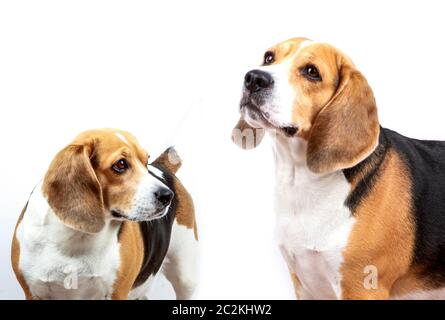 Beagle Hund vor weißem Hintergrund Stockfoto