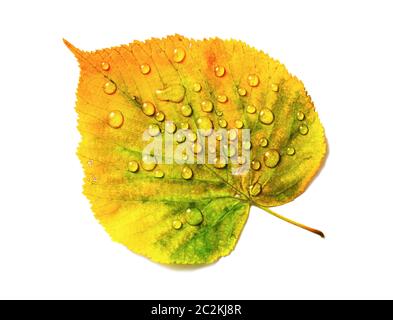 Herbst Blatt mit Wassertropfen auf weißem Hintergrund. Flach. Stockfoto