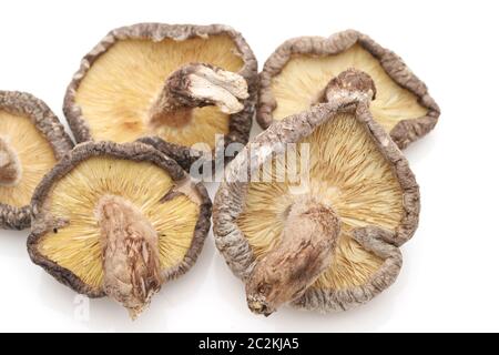 Japanische getrocknete Shiitake Pilze auf weißem Hintergrund Stockfoto