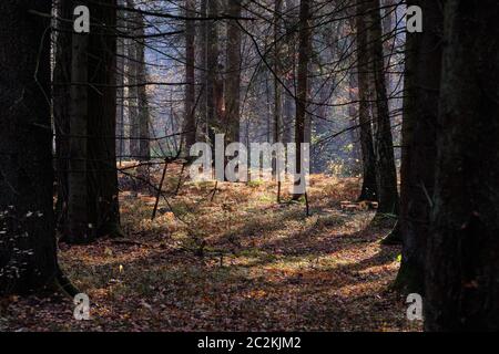 Die herbstlichen Laubbaum stand mit alten Birken und Farne im Morgen, Bialowieza, Polen, Europa Stockfoto