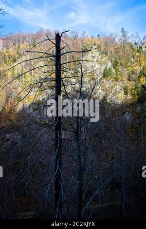 Herbst tiefen Wald in Isergebirge, Region Liberec, Tschechische Republik Stockfoto