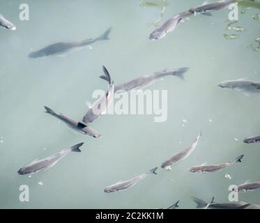 Viele Fische im Wasser eines Hafenbeckens Stockfoto