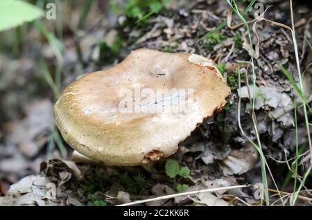 ein Pilz im Wald Stockfoto