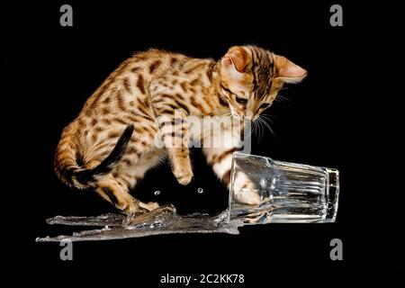 Katzen Bengal-2009-3442 Stockfoto