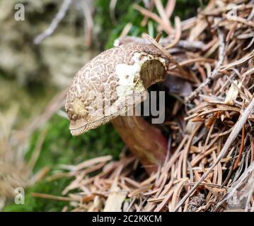 ein Pilz im Wald Stockfoto