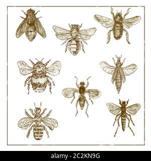Vintage Victorian Zeichnung Abbildung: eine Sammlung von Bienen und Fliegen in Duplex auf weißem Hintergrund. Stockfoto