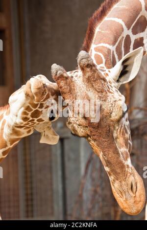 Rothschild Giraffe (Giraffa camelopardalis rothschildi) in einem Zoo Stockfoto