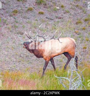 Männliche Elche oder Wapiti (Cervus canadensis) rufen im Grand Teton National Park. Wyoming. USA Stockfoto