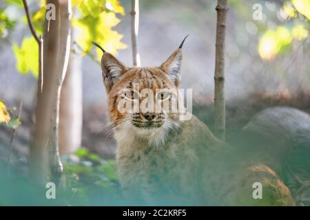 Porträt von Lynx, das sich im Herbst in Baum versteckt Stockfoto