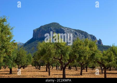 Olivenbäume aus Mallorca Boden von mediterranen Inseln von Spanien Stockfoto