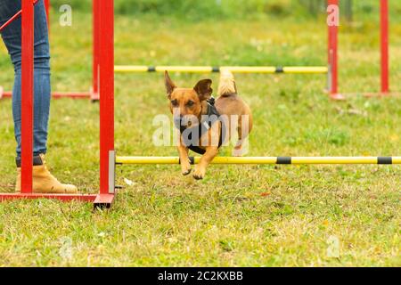 Ein junger brauner Mischling Hund lernt in agility Training über Hindernisse zu springen. Alter 2 Jahre. Stockfoto