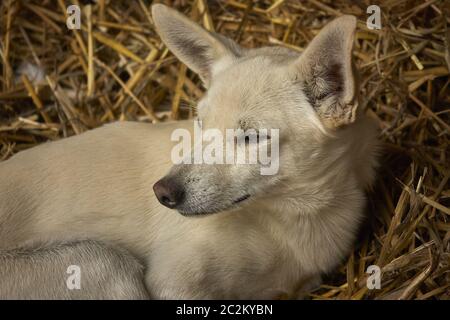 Welpe der Hund in der Hammel, die in einer komfortablen und warmen Heuhaufen Rest. Auf der Suche vor ihm, und friedlichen und entspannten Ausdruck. Stockfoto