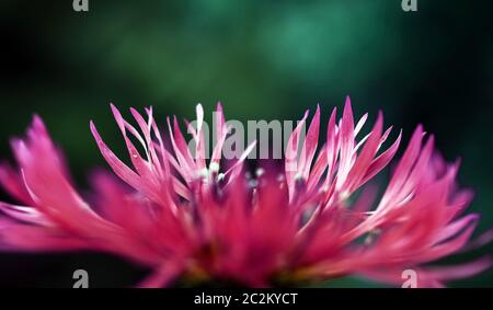 Eine Nahaufnahme einer rot-rosa Kornblume im Garten Stockfoto