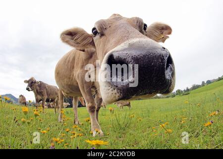 Lustige Kuh Foto mit einem Weitwinkel-Aufnahme von einem Braune Kuh in Bayern Stockfoto