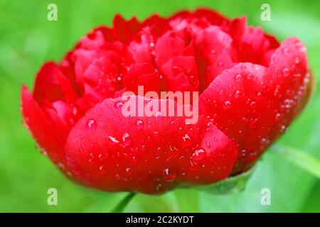 Eine rote Blume einer Pfingstrose mit Regentropfen und grünem Hintergrund Stockfoto