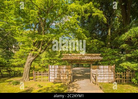 Kleine Innenraum Bambus Tor des Gartens von rikugien unter den Ahornbäumen, die in den Strahlen der Sonne lassen. Stockfoto