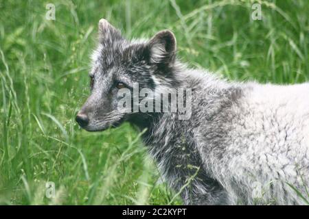 Teilansicht eines Polar Fox im Sommer Mantel Stockfoto