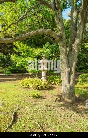 Große Steinlaterne unter einem alten großen Ahorn mit scheinbaren Wurzeln, die aus dem Rasen im Garten von Rikugien in Tokio in Japan kommen. Stockfoto