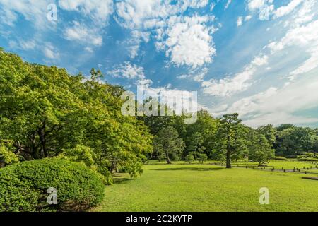 Kleine Steinlaterne unter einem alten großen Ahorn auf dem Rasen im blauen Himmel des Gartens von Rikugien in Tokio in Japan. Stockfoto