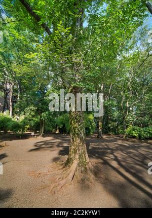 Alte apfelbäume mit großem Stamm voller grünem Moos im Rikugien Park in Tokio in Japan. Stockfoto