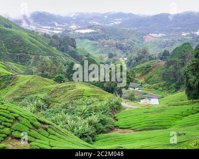 Teeplantage im Cameron Highlands Bezirk in Malaysia Stockfoto