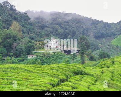 Teeplantage im Cameron Highlands Bezirk in Malaysia Stockfoto