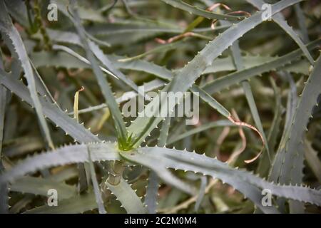 Detail von einigen Teilen der Aloe Pflanze: exotische Pflanze, die für die Betreuung und das Wohlergehen der Menschen. Stockfoto