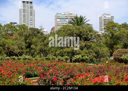 Argentinien Buenos Aires - Rosengarten im Stadtpark Bosques de Palermo - Palermo Woods Stockfoto