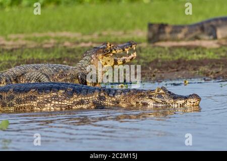 Brillenkaiman (Caiman crocodilus yacare), Pantanal, Mato Grosso, Brasilien Stockfoto