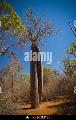 Landschaft mit Adansonia rubrostipa aka fony baobab Baum in Reniala Reserve, Toliara, Madagaskar Stockfoto