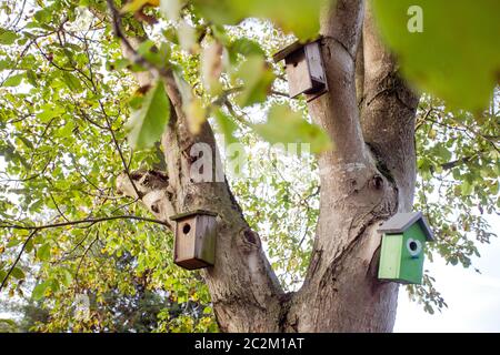 Verschiedene Vogelhäuser hängen an grünen Baum in der Natur, Nahaufnahme Nistkästen Stockfoto