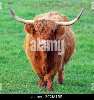 Highland Beef oder Kyloe Square Stockfoto