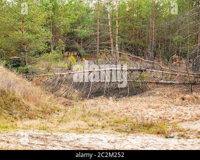 Kiefer gefällten Bäumen durch einen Hurrikan in den Wald. Natürliche Landschaft. Stockfoto