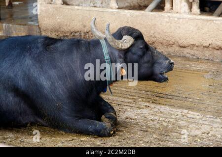 Buffalo Zucht in der Nähe von Salerno für die Herstellung von Büffelmozzarella, Kampanien, Italien Stockfoto