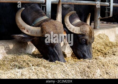 Buffalo Zucht in der Nähe von Salerno für die Herstellung von Büffelmozzarella, Kampanien, Italien Stockfoto