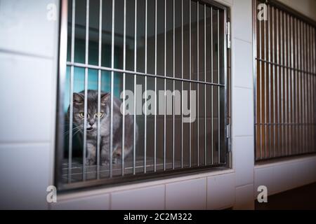 Kranken Katze wartet auf Behandlung im Käfig der Tierarzt Klinik Stockfoto