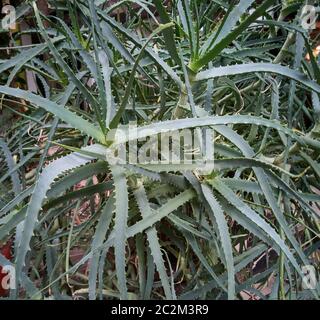 Detail von einigen Teilen der Aloe Pflanze: exotische Pflanze, die für die Betreuung und das Wohlergehen der Menschen. Stockfoto