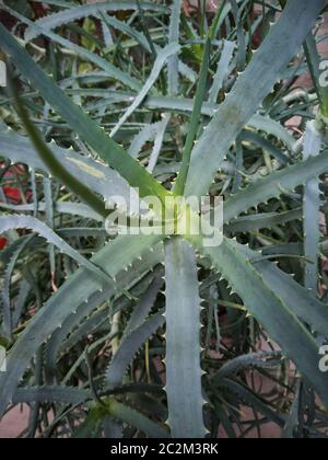 Detail von einigen Teilen der Aloe Pflanze: exotische Pflanze, die für die Betreuung und das Wohlergehen der Menschen. Stockfoto