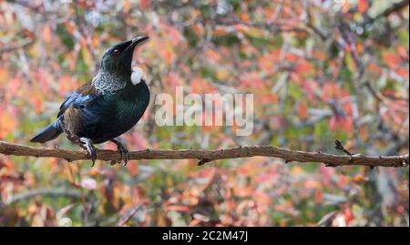 Neuseeländischer TUI Vogel mit Herbstbokeh hinterlässt Hintergrund hochauflösendes Banner Stockfoto