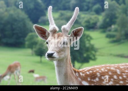 Ein junger Hirsch Geweih, der Stier noch in der Bast) Stockfoto