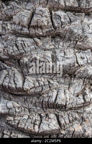 Rinde Textur Hintergrund. Nahaufnahme von einem hellen grau braun Palm Tree bark in Spanien mit einem hügelig unebenen Oberfläche, wobei die natürliche Sonneneinstrahlung unterscheiden Stockfoto